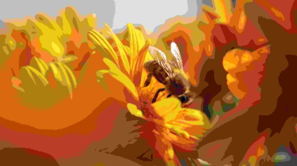 May 20th, World Bee Day - Gastronomy Tours ibrahim ozdemir rRDHlkSyoxY unsplash 1 - Gastronomy Tours